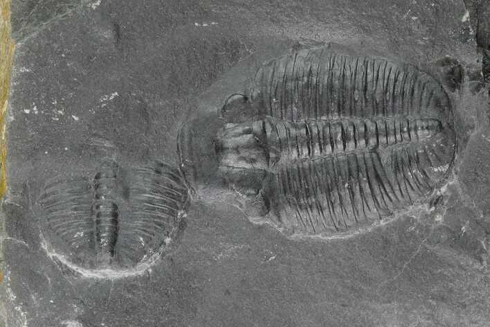 Elrathia Trilobite Molt Fossil - House Range - Utah #139612